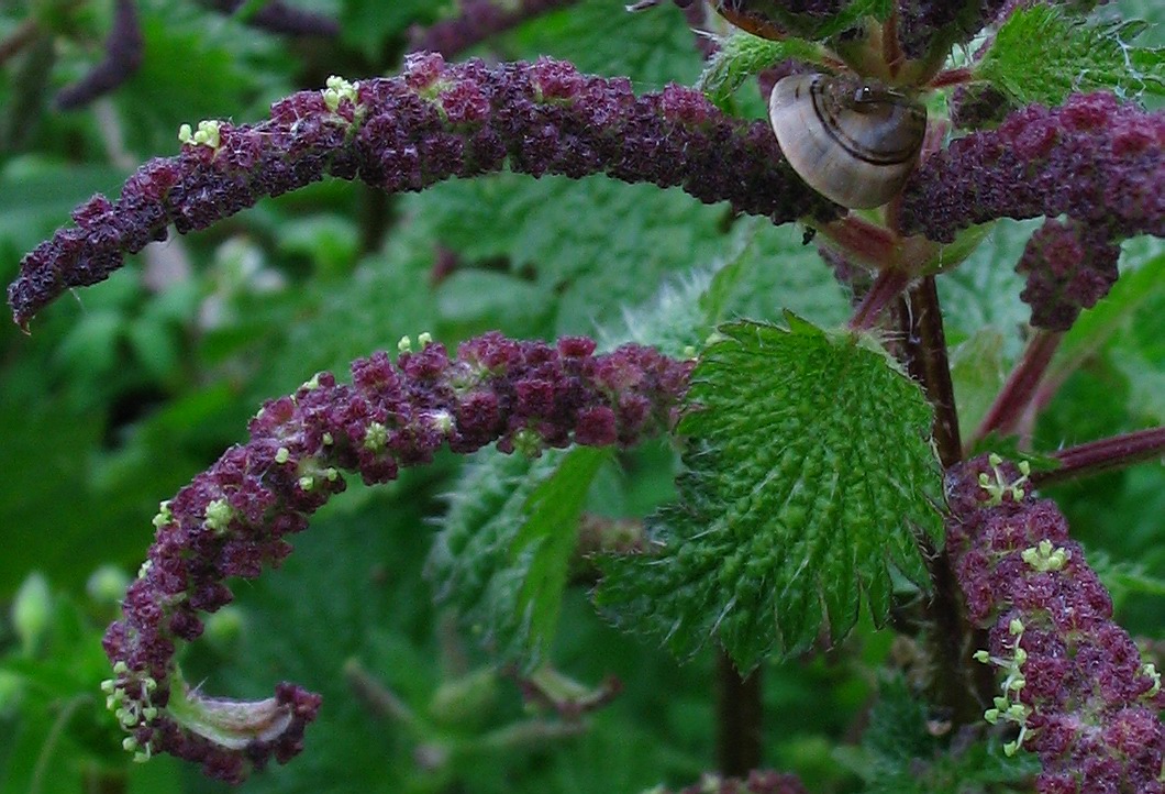 Urtica membranacea